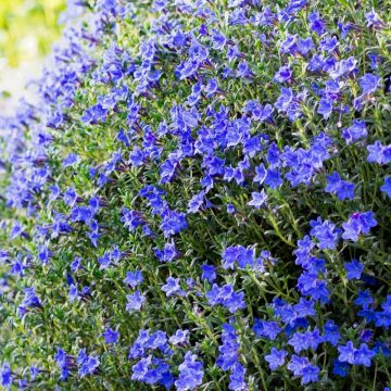 Steinsame (Lithodora diffusa) Compact Blue