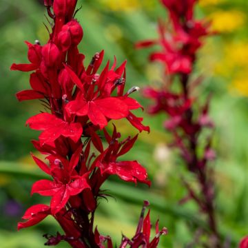 Lobelie (Lobelia fulgens) Queen Victoria