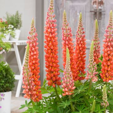 Hohe Vielblättrige Lupine (Lupinus polyphyllus) WEST COUNTRY Terracotta