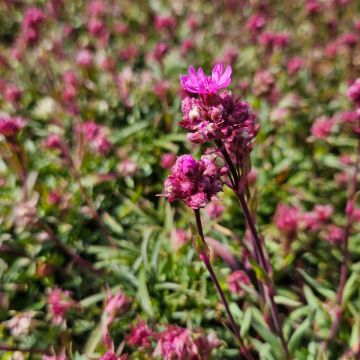 Alpen-Lichtnelke (Lychnis alpina) 