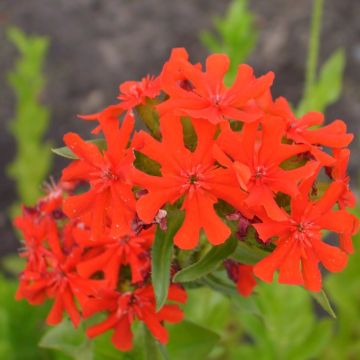 Brennende Liebe (Lychnis chalcedonica) rot