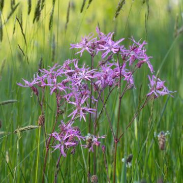 Kuckuckslichtnelke  (Lychnis flos - cuculi ) 