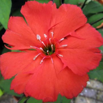 Lichtnelke (Lychnis sieboldii) Lipstick