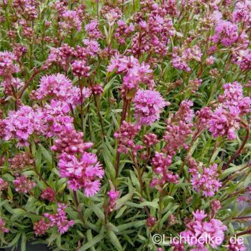 Alpenpechnelke (Lychnis alpina ) 