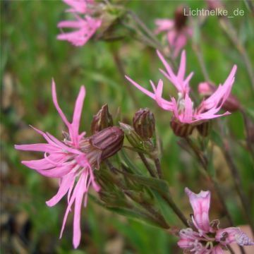 Kuckuckslichtnelke  (Lychnis flos - cuculi ) 