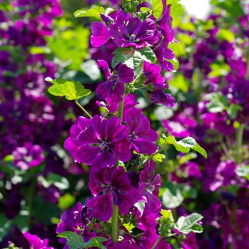 Mauretanische Malve (Malva mauritania) 