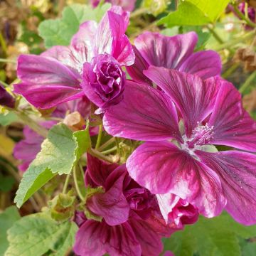 Mauretanische Malve (Malva mauritania) 
