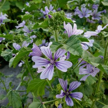 Malve (Malva sylvestris) Blue Fountain