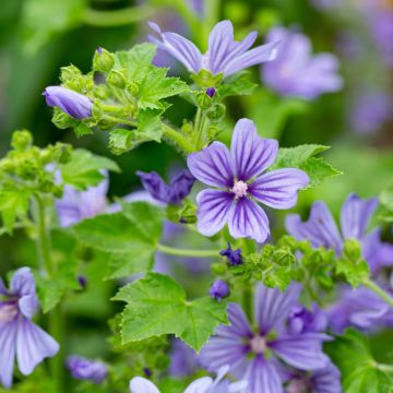 Wilde Malve (Malva sylvestris) Primley Blue