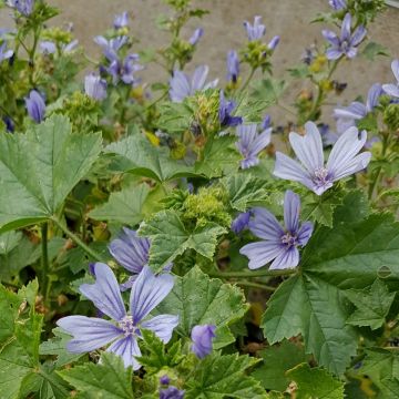 Wilde Malve (Malva sylvestris) Primley Blue