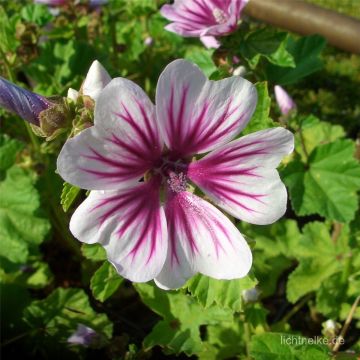 Malve (Malva sylvestris) Zebrina