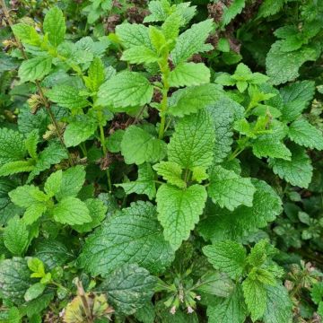Zitronenmelisse (Melissa officinalis) 