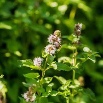 Wasserminze (Mentha aquatica) 