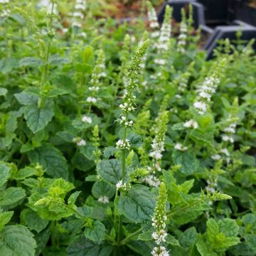 Marokkanische Minze  (Mentha spicata var. spicata) 