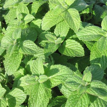 Apfelminze (Mentha suaveolens) 