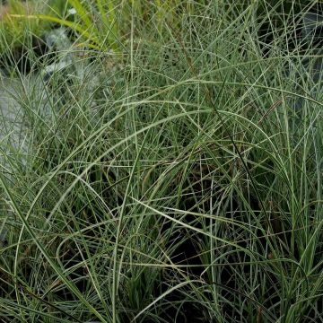 Chinaschilf (Miscanthus sinensis) Morning Light