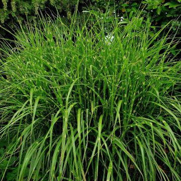 Niedriges Chinaschilf (Miscanthus sinensis) Dwarf Strictus