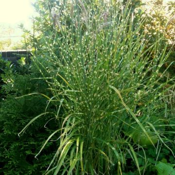 Stachelschweingras / Zebraschilf (Miscanthus sinensis) Zebrinus