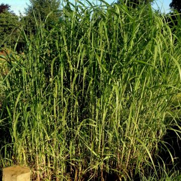 Riesen-Chinaschilf (Miscanthus x giganteus) 