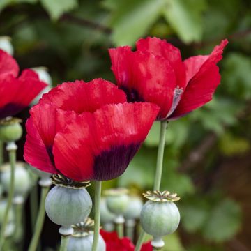 Türkischer Mohn (Papaver orientale) Beauty of Livermere