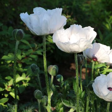 Türkischer Mohn (Papaver orientale) Royal Wedding