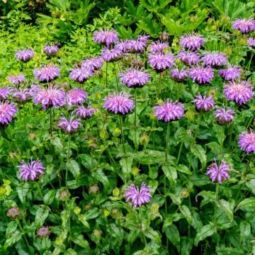 Indianernessel (Monarda didyma) SUGAR BUZZ Blue Moon