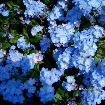 Wald-Vergissmeinicht (Myosotis sylvatica) Miro