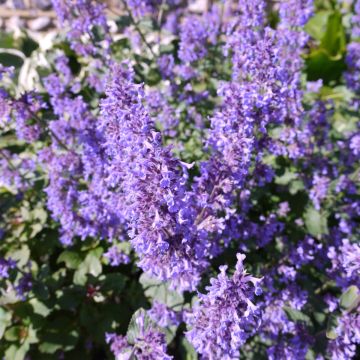 Großblumige Katzenminze (Nepeta grandiflorum) Summer Magic