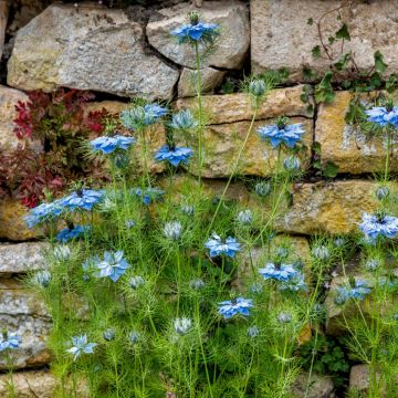 Schwarzkümmel (Nigella sativa)