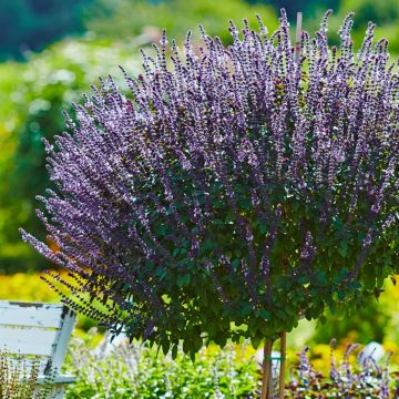 Rotblättriges Strauchbasilikum (Ocimum basilicum) Magic Blue