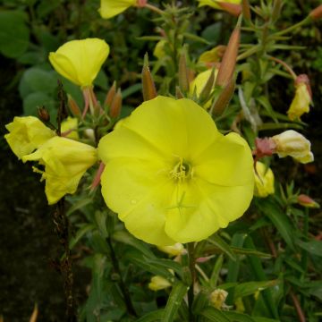 Große Nachtkerze (Oenothera biennis)