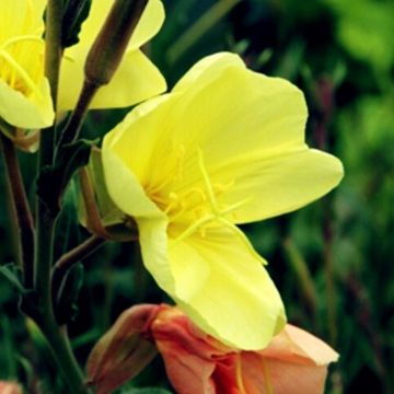 Duft Nachtkerze (Oenothera Sulphurea) Apricot Delight