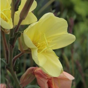 Duft Nachtkerze (OENOTHERA Sulphurea) Apricot Delight