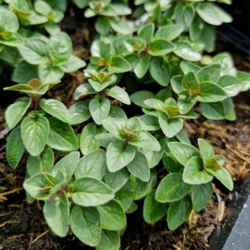 Hopfenblütiger Dost (Origanum rotundifolium) Dingle Fairy