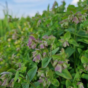 Hopfenblütiger Dost (Origanum rotundifolium) Dingle Fairy