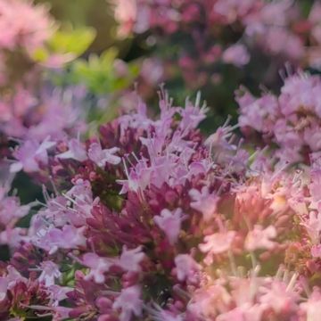 Wilder Majoran (Origanum vulgare)