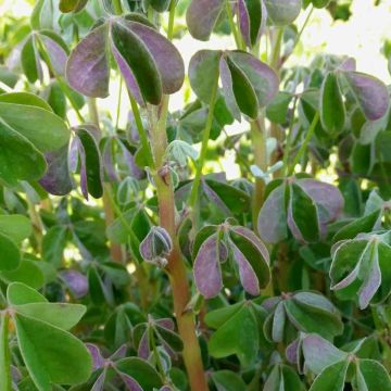 Peruanischer Sauerklee (Oxalis tuberosa) Giggles