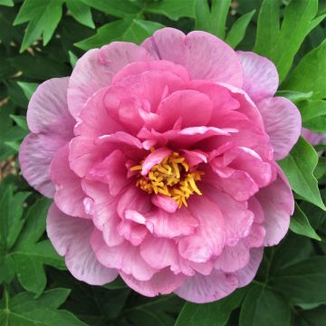 Pfingstrose (Paeonia) GARDEN CANDY Strawberry Swirl 