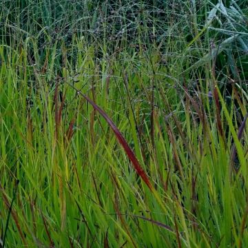 Garten-Rutenhirse (Panicum virgatum) Cheyenne Sky