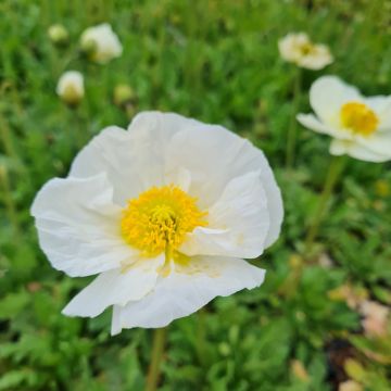 Islandmohn (Papaver nudicaule) POP-UP White