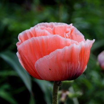 Türkischer Mohn (Papaver orientale) Princess Victoria Louise