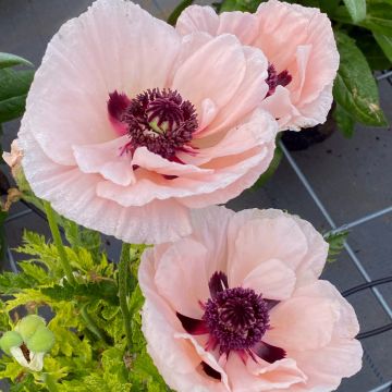 Türkischer Mohn (Papaver orientale) Paradiso