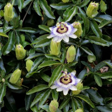 Blaue Passionsblume (Passiflora caerulea)