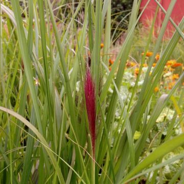 Lampenputzergras (Pennisetum alopecuroides) Red Head