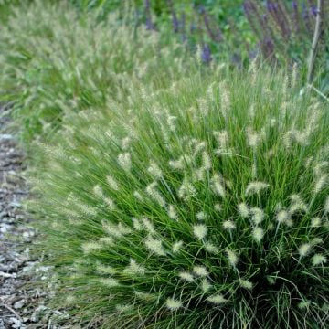 Zwerg-Lampenputzergras (Pennisetum alopecuroides) Little Bunny