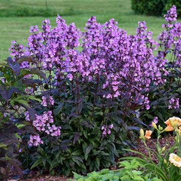 Fingerhut-Bartfaden (Penstemon digitalis) Midnight Masquerade