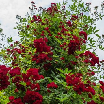 Kletterrose (Züchterrose) PERENNIAL Domino