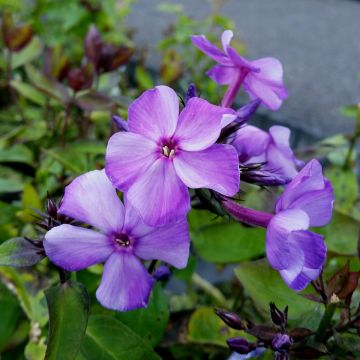 Flammenblume (Phlox paniculata) Blue Paradise