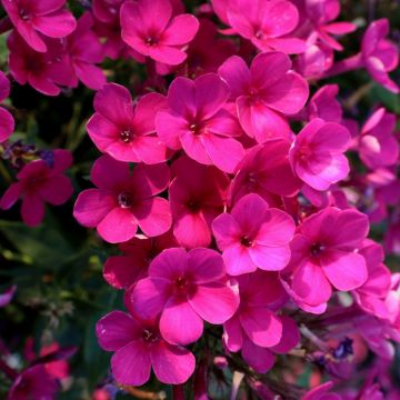 Flammenblume (Phlox paniculata) EARLY Cerise