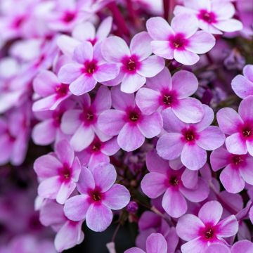Flammenblume (Phlox paniculata) EARLY Lavender Pop